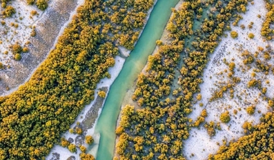 Mangrove Green Belt Project 